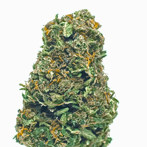 CANNA LEMON (Lupus in Fabula)