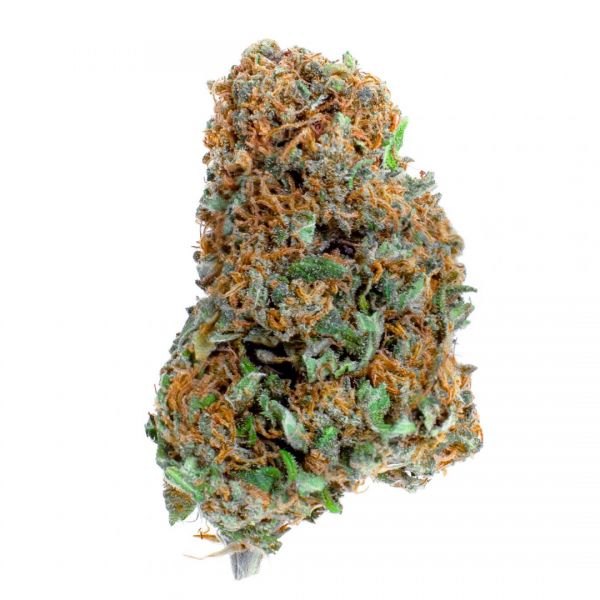 CANNA LEMON (Lupus in Fabula) - immagine 4
