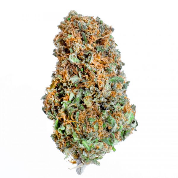 CANNA LEMON (Lupus in Fabula) - immagine 3