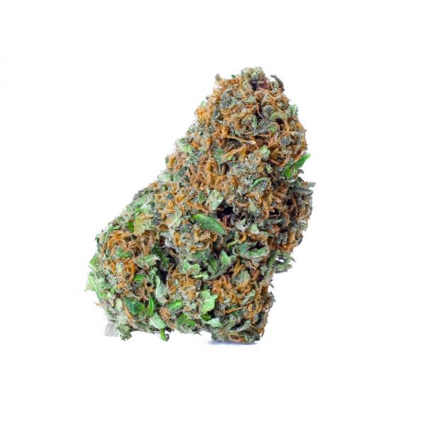 CANNA LEMON (Lupus in Fabula) - immagine 2